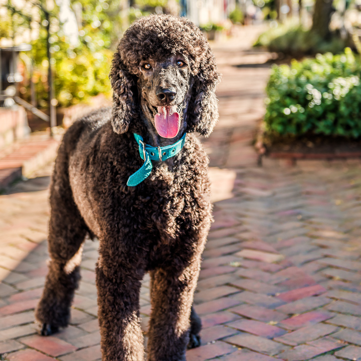 Dogs_Mark_Blue Standard Poodle2__Sq_Gallery_October 01, 2017_1