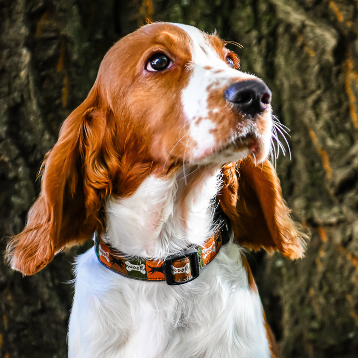 Dogs_Willow_Welsh Springer Spaniel__Sq_Gallery_October 12, 2015_1