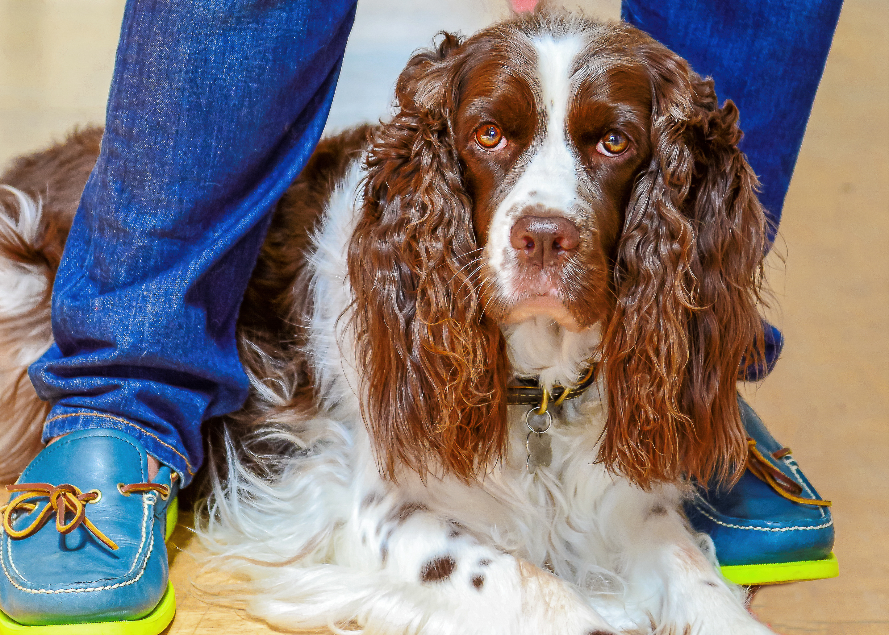 Pets & Their People_Haven_English Springer Spaniel__H_Gallery_August 17, 2015_1