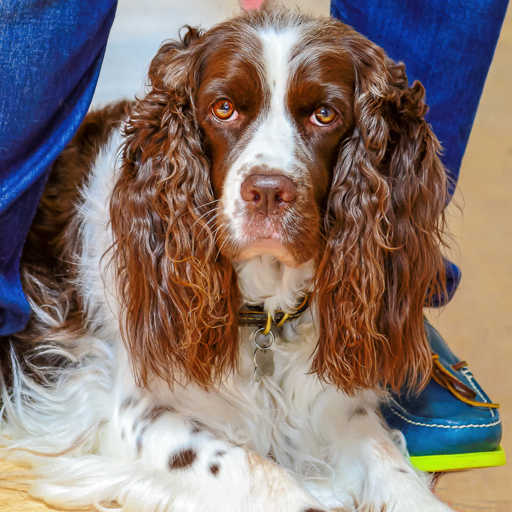 Pets & Their People_Haven_English Springer Spaniel__Sq_Gallery_August 17, 2015_1