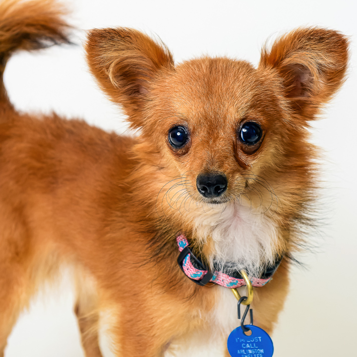 Rescue Dogs_Gary_Long-haired Chihuahua__Sq_Gallery_September 15, 2015_1