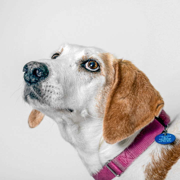 Rescue Dogs_Samantha_Beagle1__H_Gallery_July 18, 2015_1